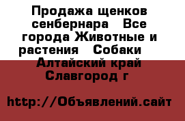 Продажа щенков сенбернара - Все города Животные и растения » Собаки   . Алтайский край,Славгород г.